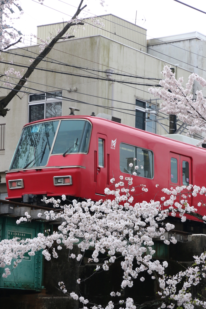 桜少な目、名鉄赤色
