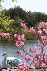 撮りやすいスワン