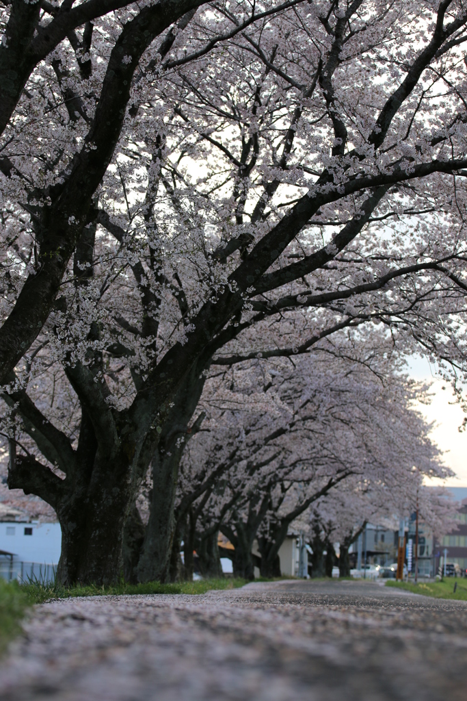 桜の花舞い上がる道を