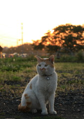 夕猫