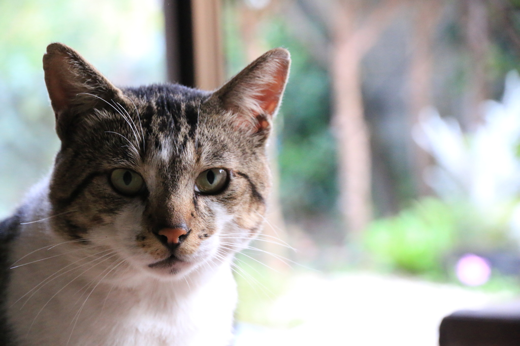 ご飯はまだですか？