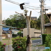 クロスケＶＳカラス
