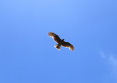 佐久島上空から狙う