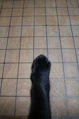 ねこ将棋