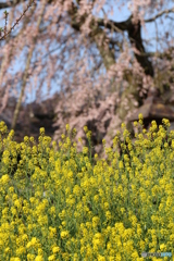 菜の花と桜の頃