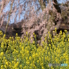 菜の花と桜の頃