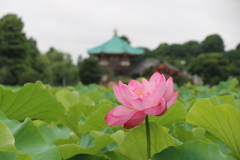 上野　不忍池