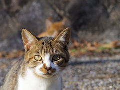 連らなる猫さん