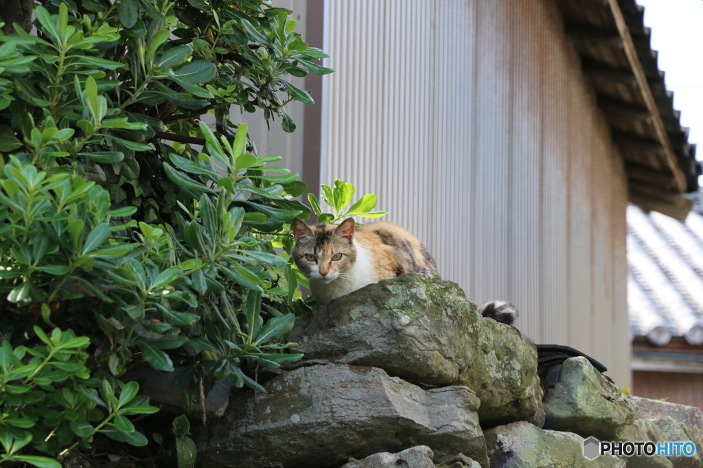 第一島猫発見！