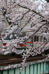 お花見名鉄