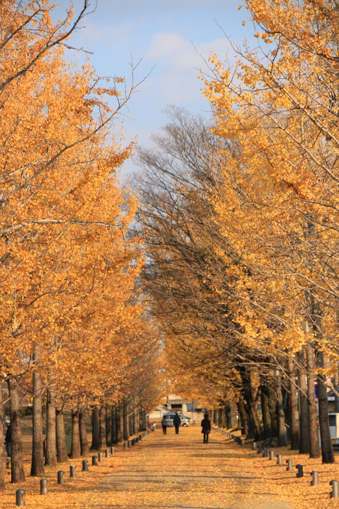 銀杏並木が色づく頃