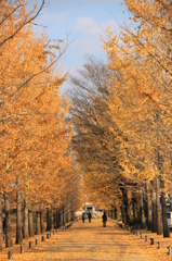 銀杏並木が色づく頃