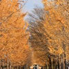 銀杏並木が色づく頃