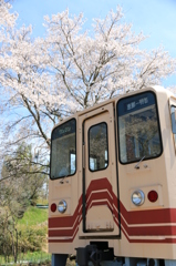 明智鉄道の春