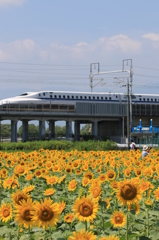 のぞみのひまわり
