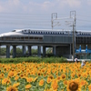 のぞみのひまわり
