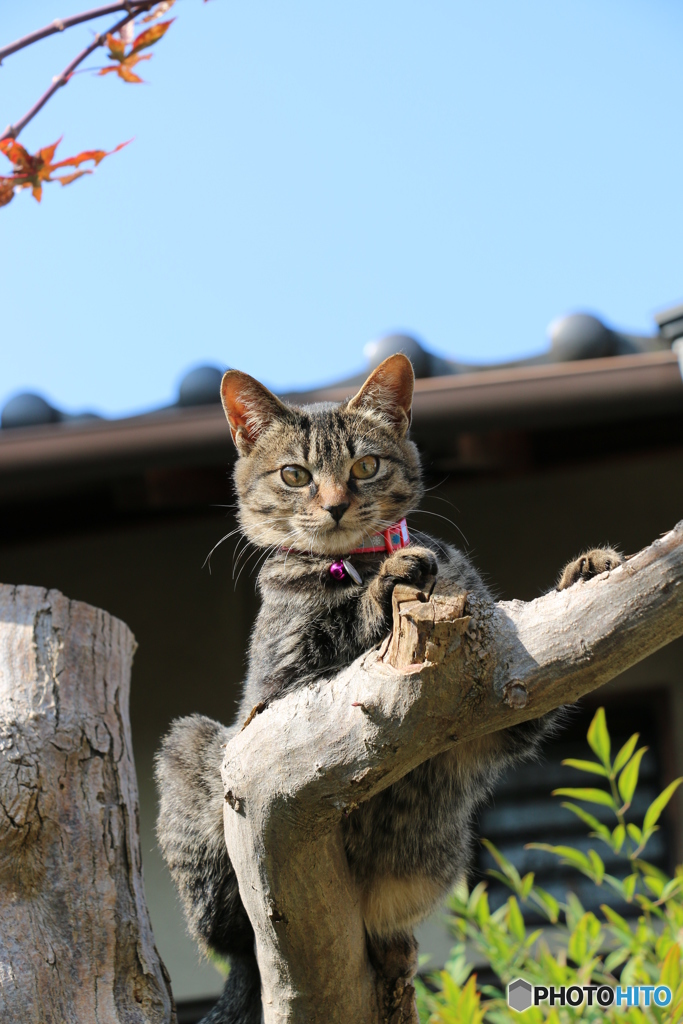 初木登り猫