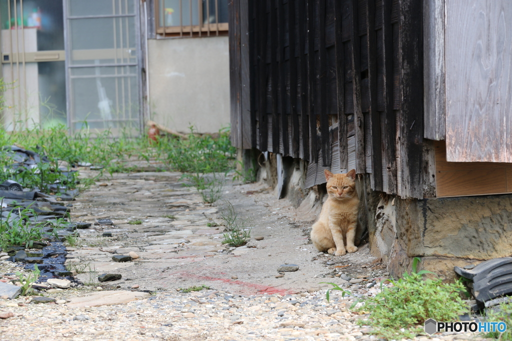 佐久島の猫