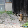 佐久島の猫