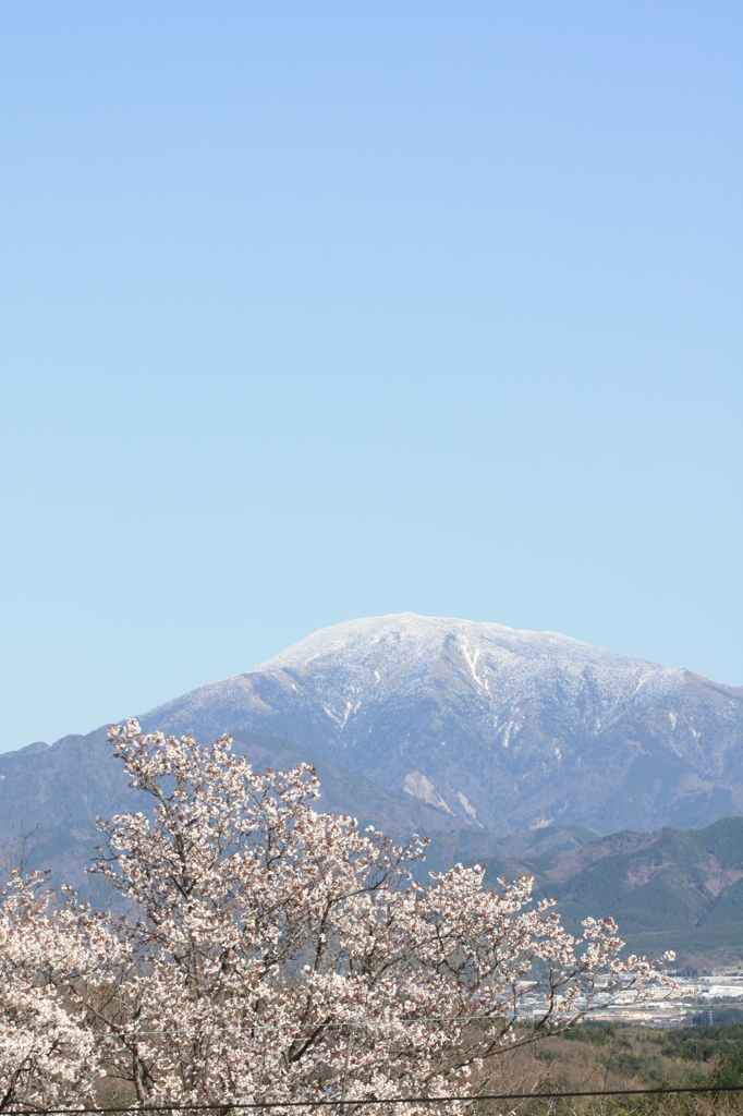 青い山脈とサクラ