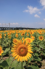夏の元気なごあいさつ