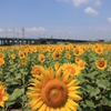 夏の元気なごあいさつ