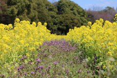 ホトケノザの道