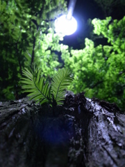 メタセコイアの緑