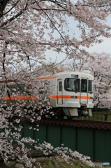 お花見電車2