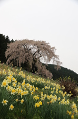水戸野しだれ桜