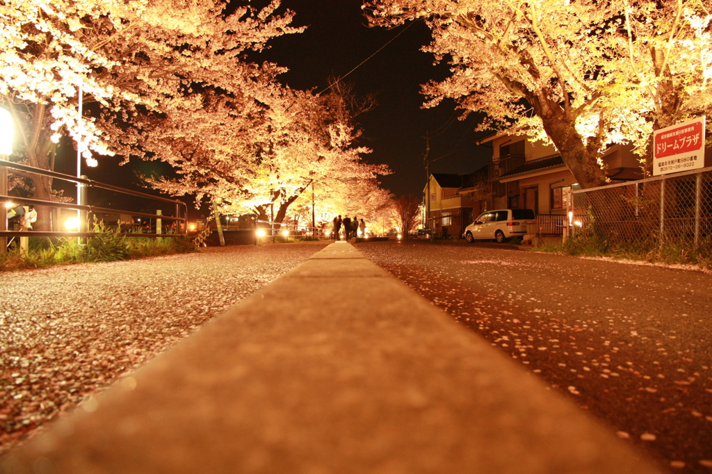 さくらさくらの散歩道