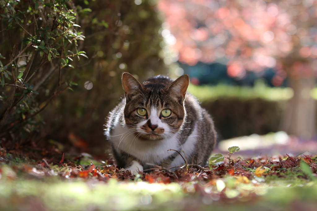 猫のきもち