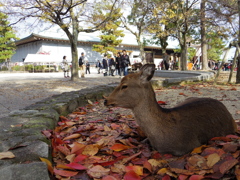 落ち葉の布団は温かい