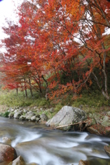 下ヶ淵のカエデ