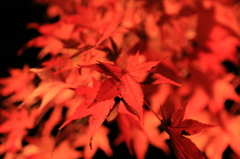 幸せを願う彼方から