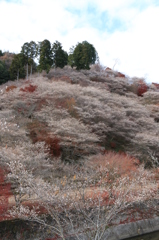 小原村の四季桜