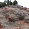 小原村の四季桜