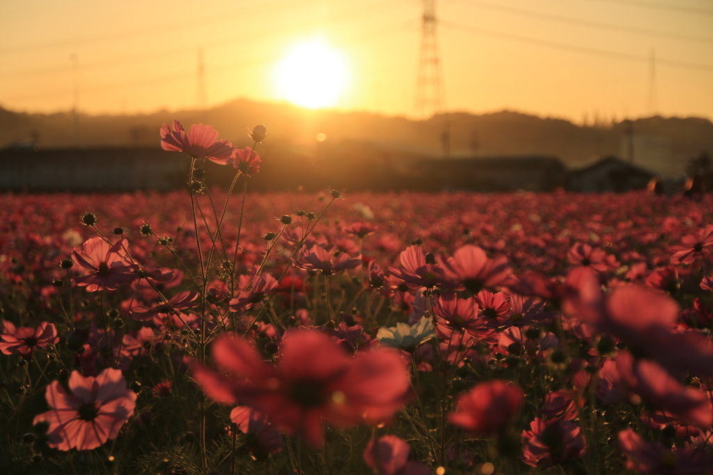 コスモスの夕景
