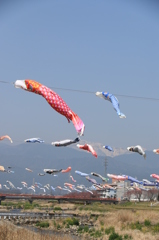 母シシャモ子シシャモ