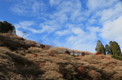 小原日和