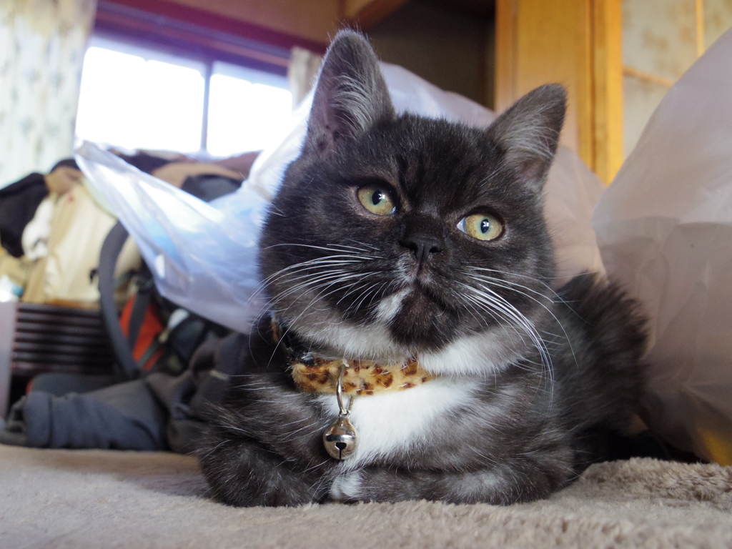 靴下猫のクロスケです。