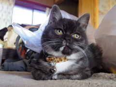 靴下猫のクロスケです。