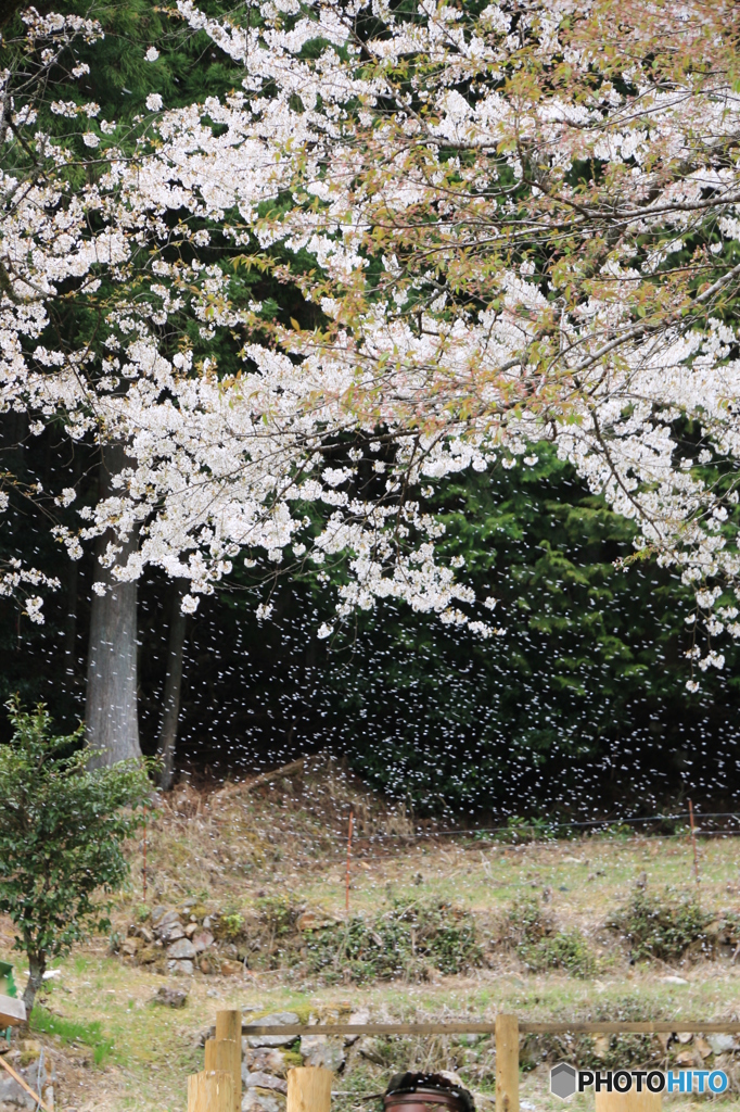 苗代さくら吹雪