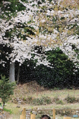 苗代さくら吹雪