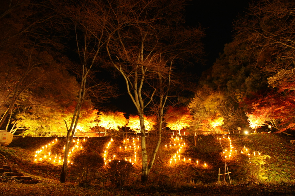 ほほえみの夜紅葉