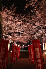 ご近所の夜桜