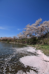 桜散るも