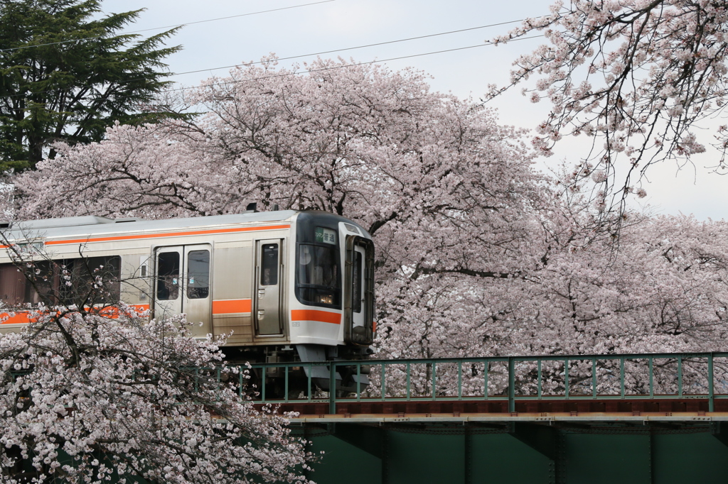 ＪＲお花見電車