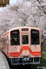 春の明智鉄道