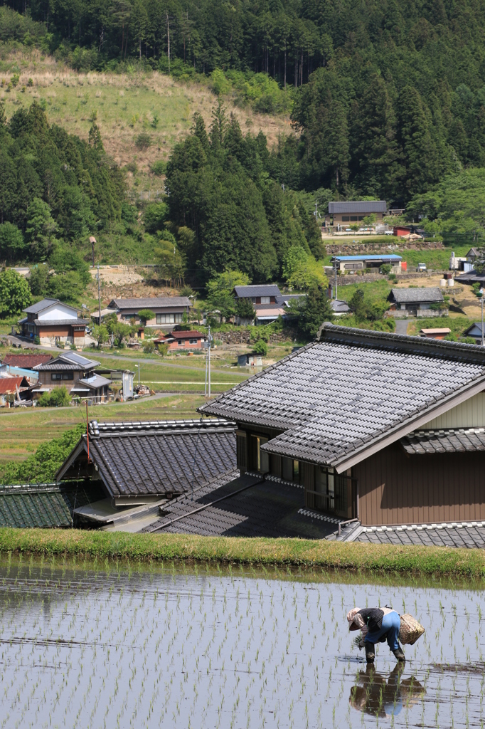 植える